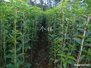 專業(yè)供應(yīng)優(yōu)質(zhì)綠化苗木 銀杏、桂花、紫薇與竹柏小苗