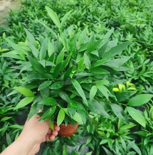 一抹清雅，一室生機 基地直供110竹柏盆栽的靜美生活