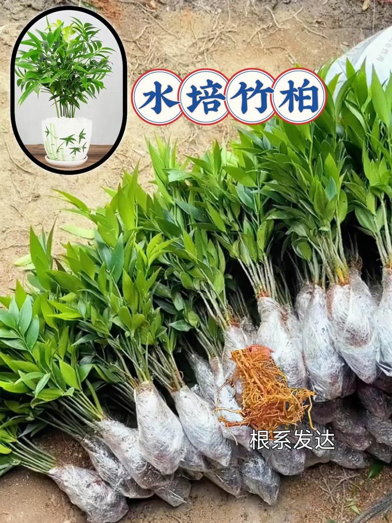 竹柏水培 從入門到精通的養(yǎng)護指南