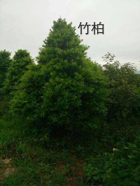 從一棵小苗到滿園翠色 竹柏在365園林網(wǎng)上的成長紀實